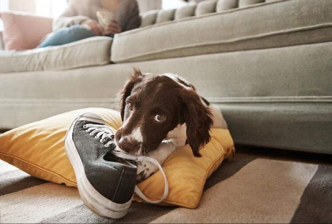 狗狗想念主人的表达,狗狗想念主人的5件事