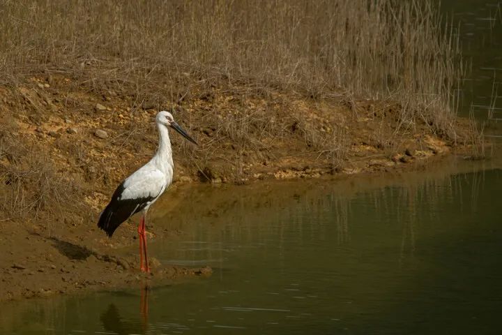 国宝级候鸟东方白鹳现身双辽湿地,国际濒危鸟类东方白鹳
