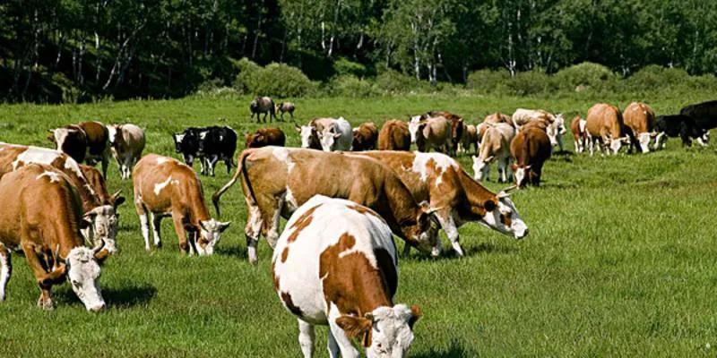 喜欢花牛歌的原因,喜欢花牛的人