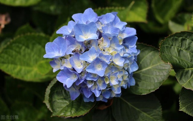 春天养绣球，4个细节不注意，花苞“黑黢黢”，打不开