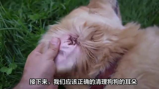 清理幼犬耳朵里的蜱虫,狗耳朵上的蜱虫可以直接拔吗