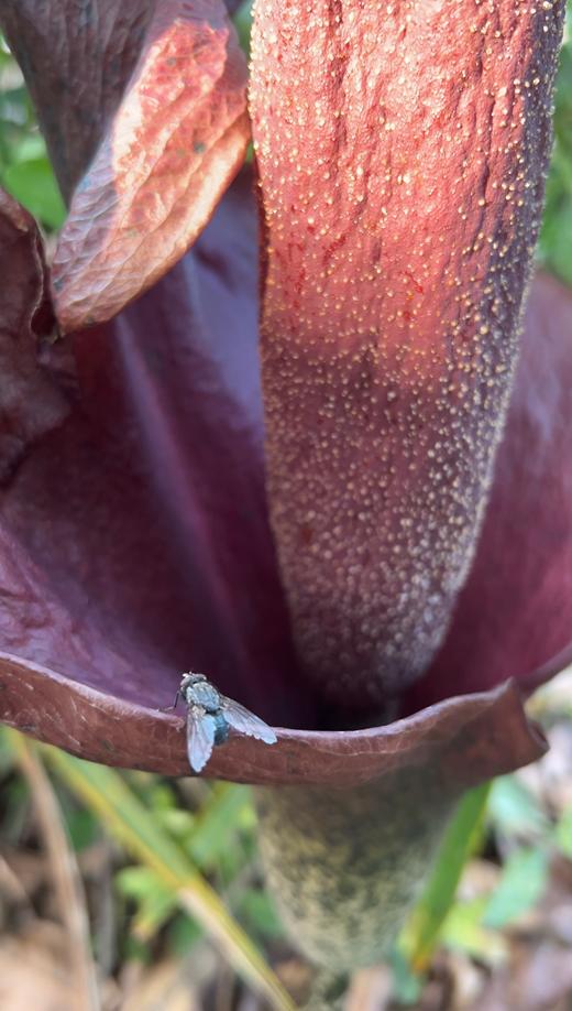 麻辣烫用料魔芋是荤菜还是素菜,魔芋爽是素菜还是荤菜