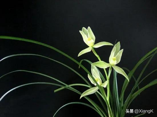 蕙质兰心指的是什么,蕙质兰心对应的成语