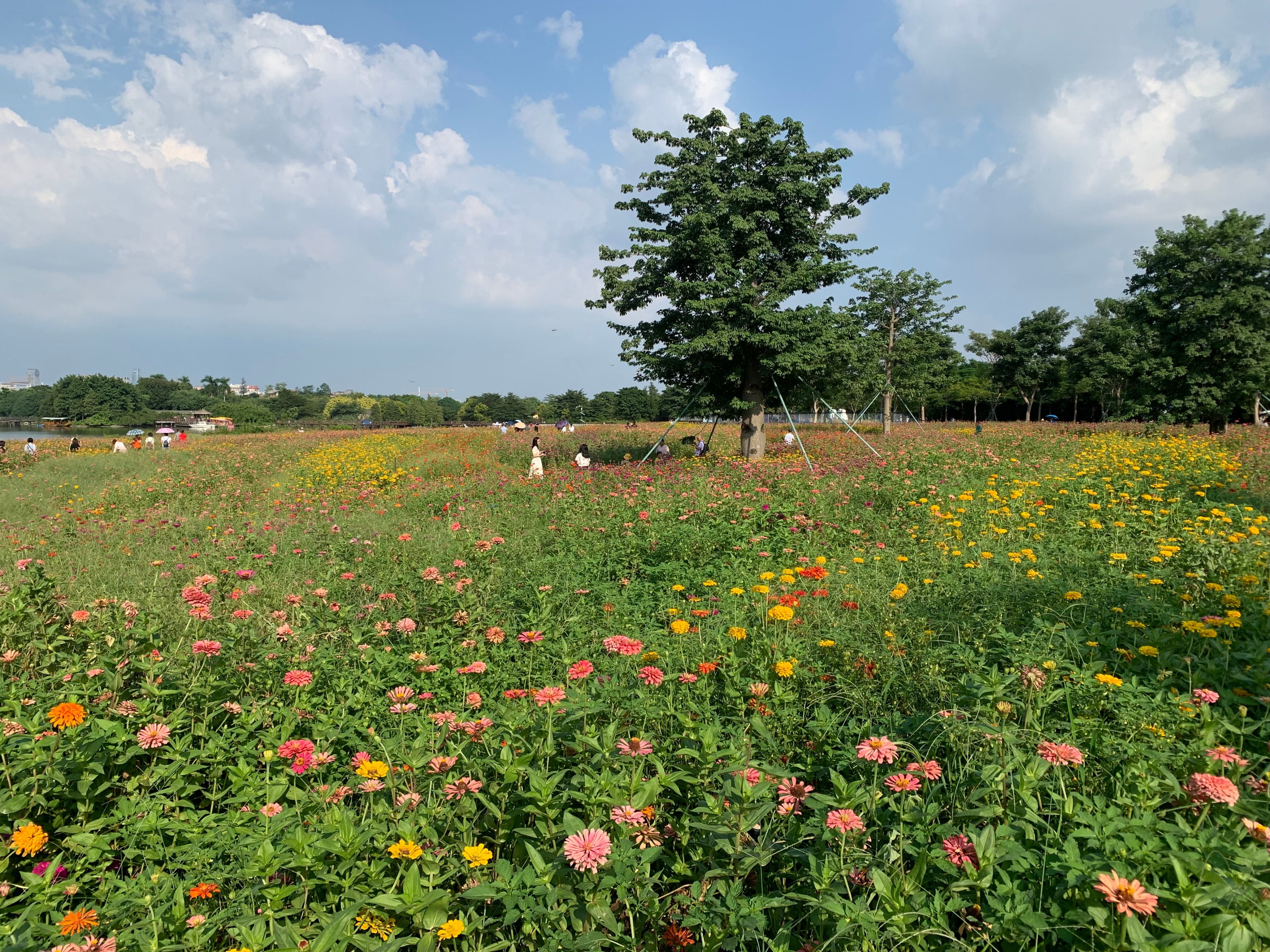 广州国庆假期一日游:南肾海珠湖国家湿地公园的最佳旅游攻略