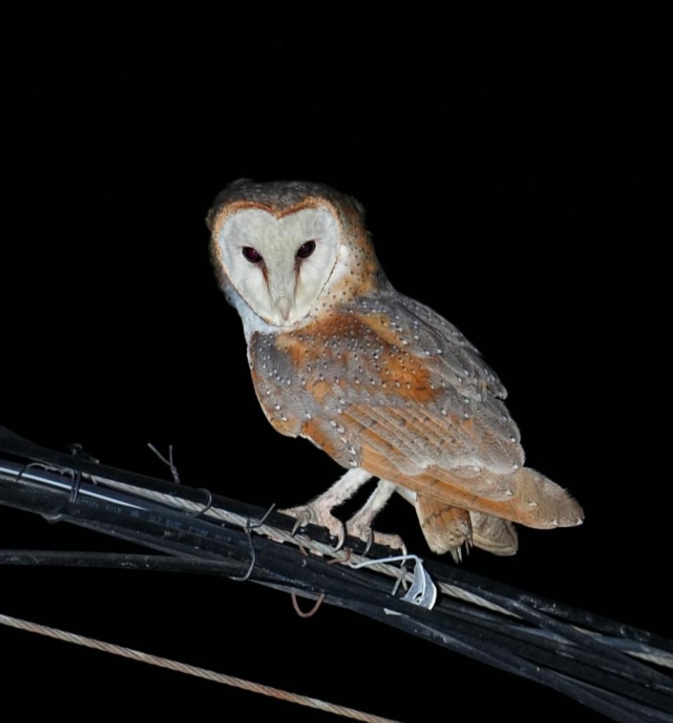 海南观鸟随记5霸王岭儋州湾勺嘴鹬领角鸮仓鸮