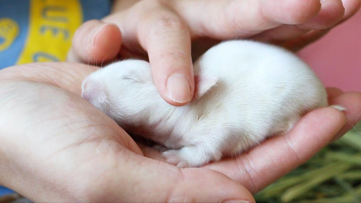 刚出生的仔兔怎么照顾,刚产下的兔仔怎么管理