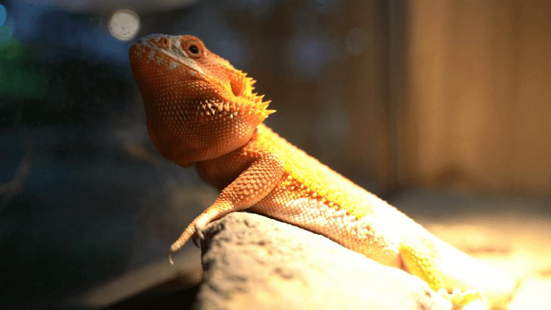 小宝宝一般几岁上幼托班好,孩子上托班给家长一点轻松的时光