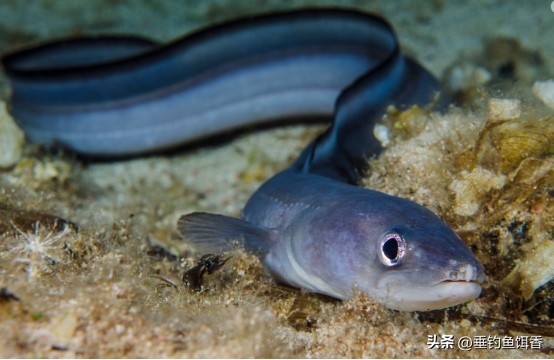 渔民捕捞2000公斤黄鱼卖957万,渔民获2.75公斤野生黄鱼