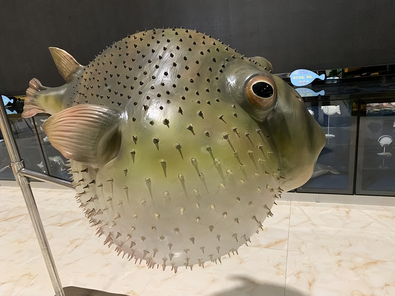 河豚毒性,河豚为什么吃了有毒的食物不中毒