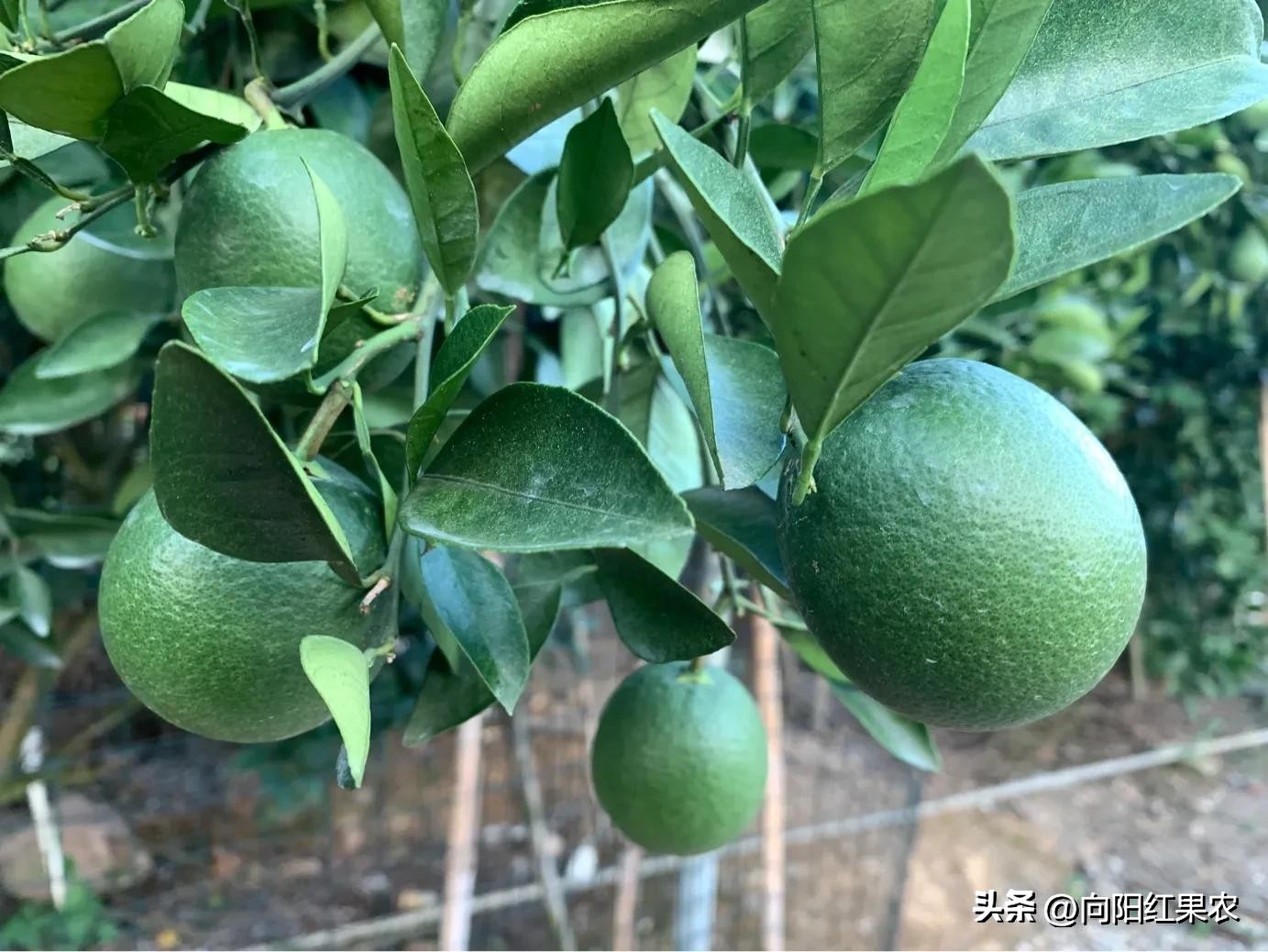 乡土八桂：七月中元话鬼节，吃鸭子、渡河公及其它