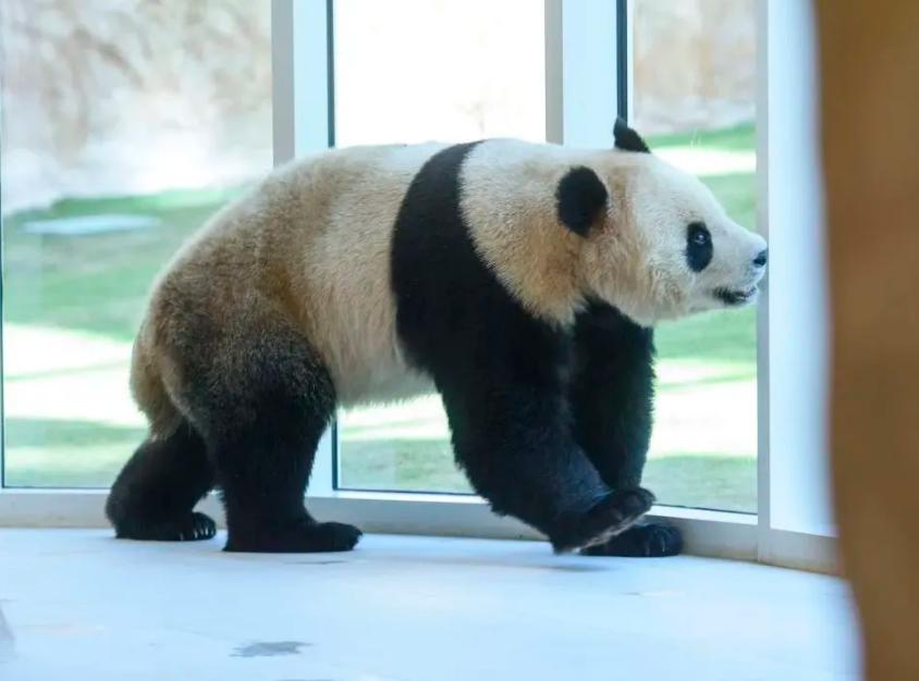 中国建造卡塔尔世界杯足球场,卡塔尔基建狂魔