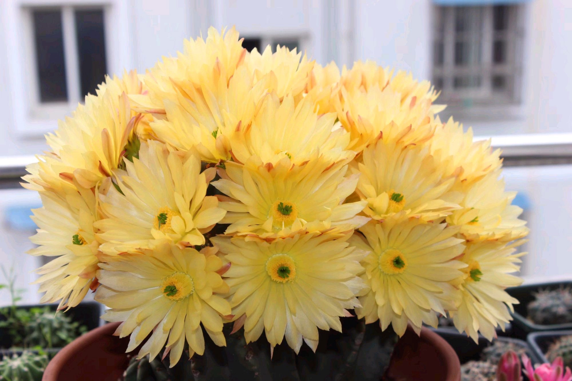 美丽/奇异花草欣赏系列——各种仙人球之“虾”