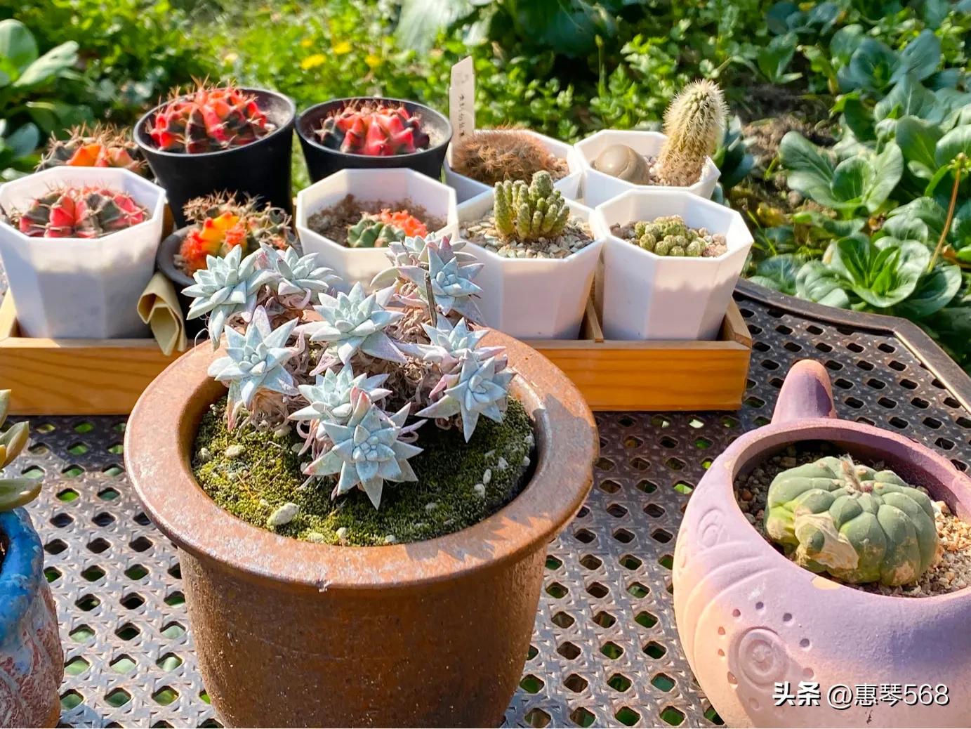 怎样养护多肉植物仙女杯,多肉仙女杯拍摄视频