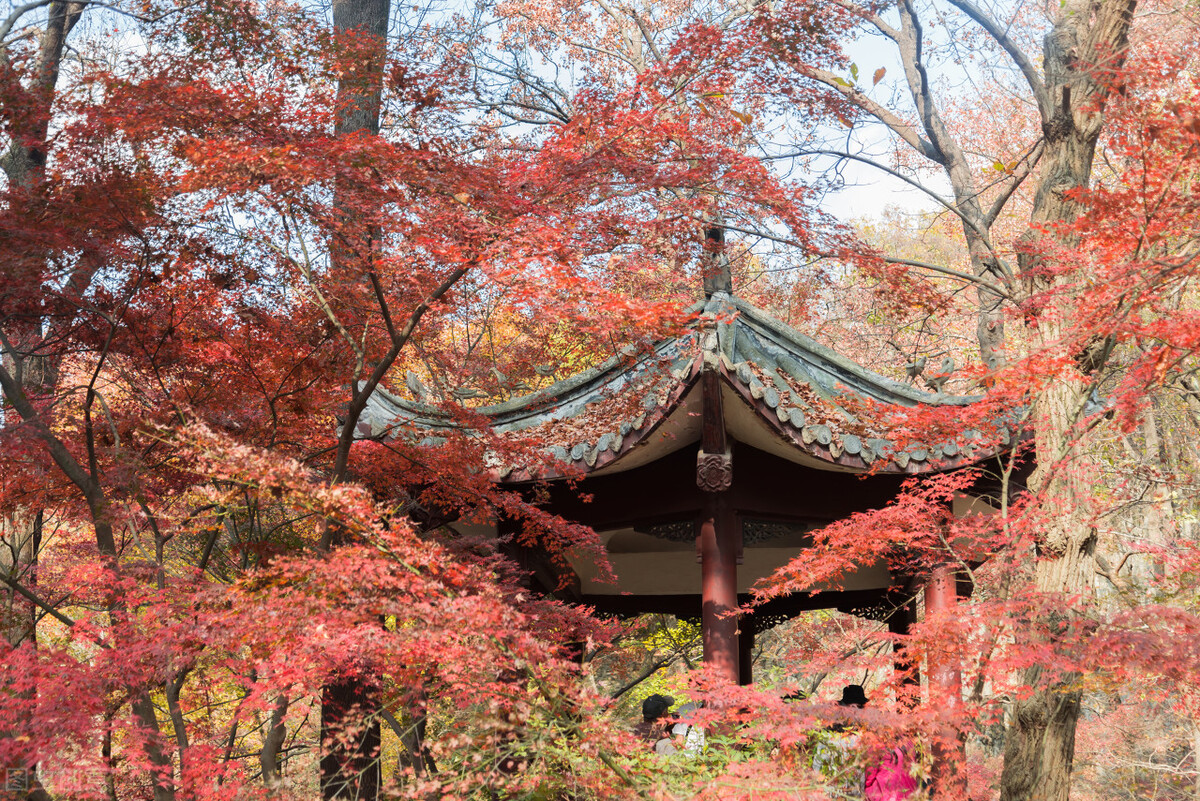 南京旅游攻略最值得一去的景点,南京旅游必去的景点最新