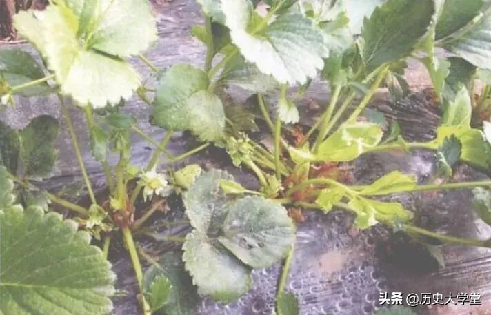 一战德国人饿死多少,一战德国平民的食物补给