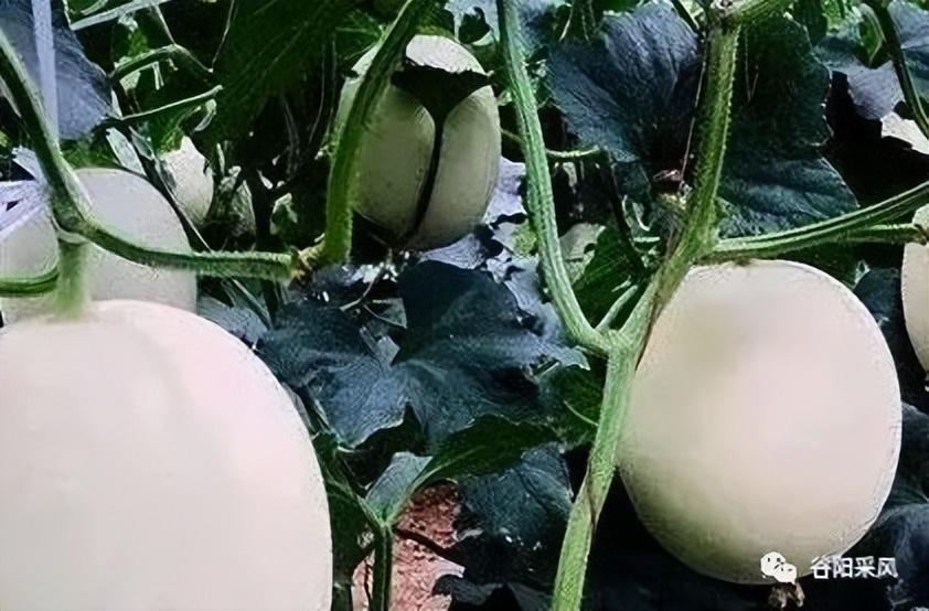 固镇美味香喷喷的小香瓜,话说固镇之722)