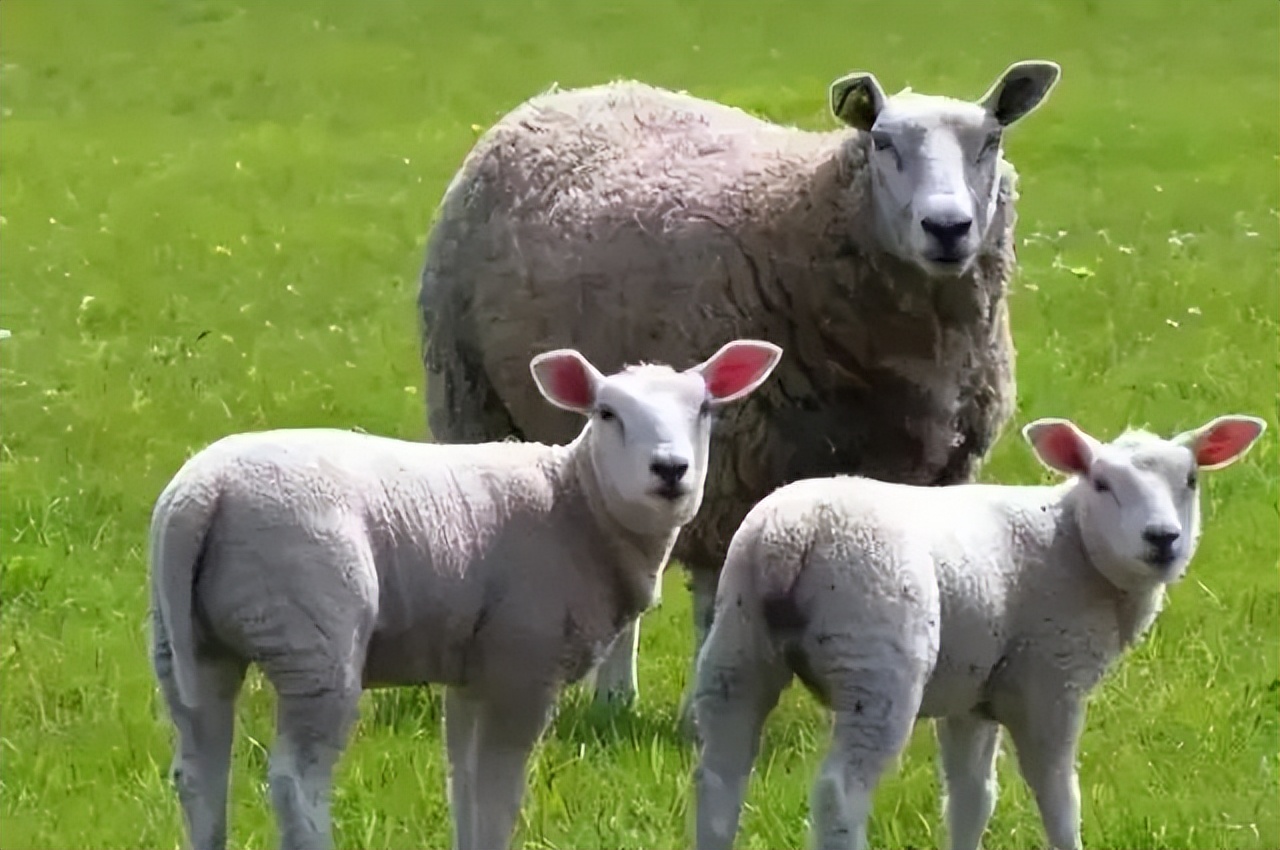 羊的秘密心事,羊的秘密是什么