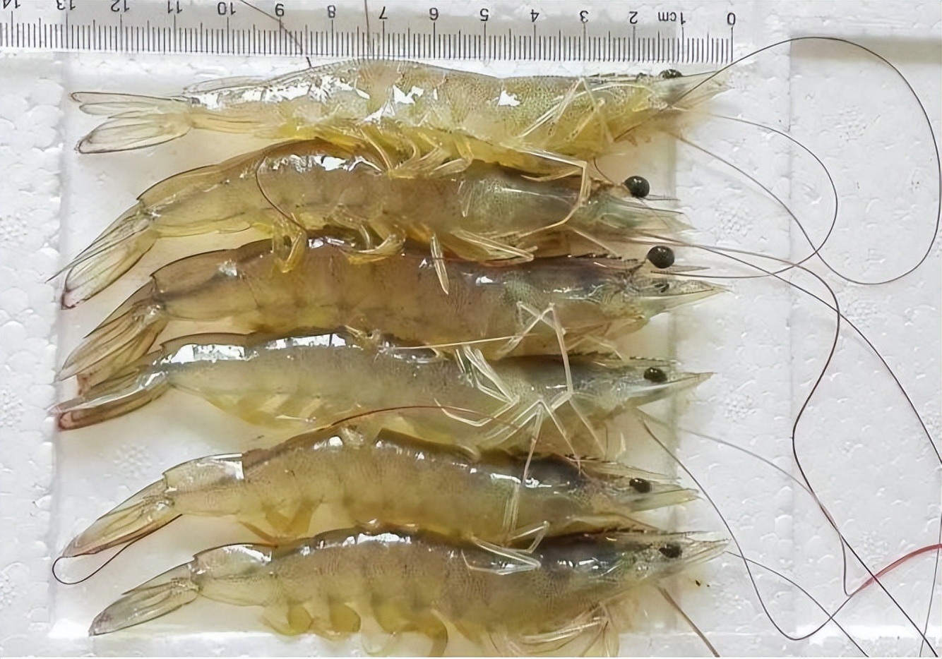 对虾养殖的碳氮磷比,对虾溶氧与产量的关系