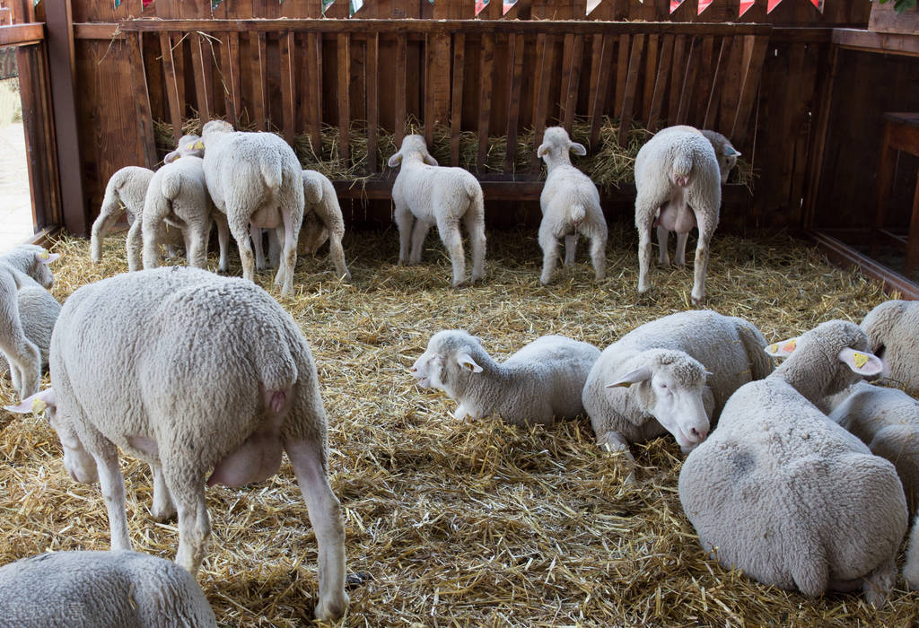 给羊接生的正确方法,母羊接生需要注意什么