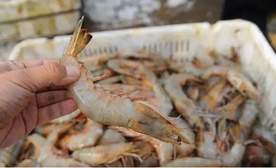 买虾不抓虾的方法,买虾的正确方法和注意事项