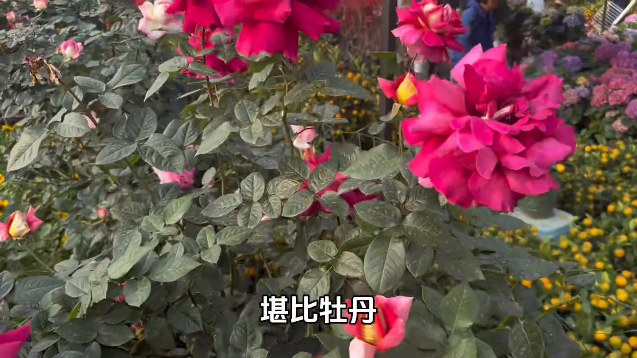 沉浸式逛广州岭南花卉市场,一年一度逛岭南花卉市场