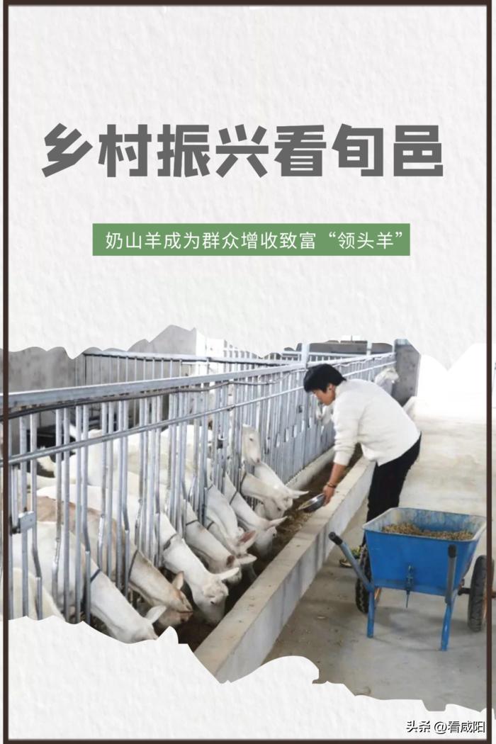 奶山羊养殖致富,奶山羊致富成了新选择