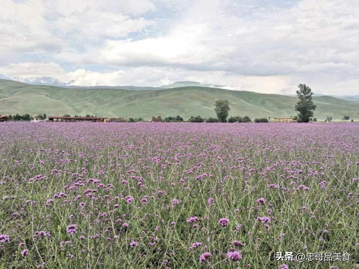 日落晚霞映照九曲十八弯,日落黄昏的九曲十八弯