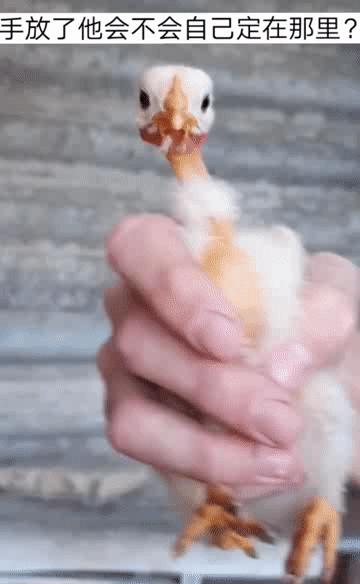 爆笑名场面动图,爆笑动图笑话大全