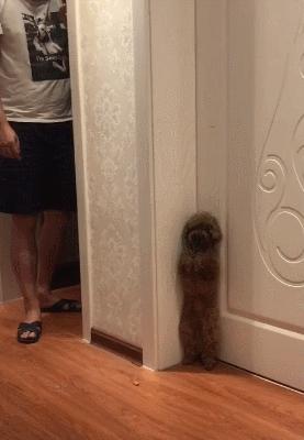 泰迪犬的正确饲养方法,如何饲养红泰迪犬视频大全