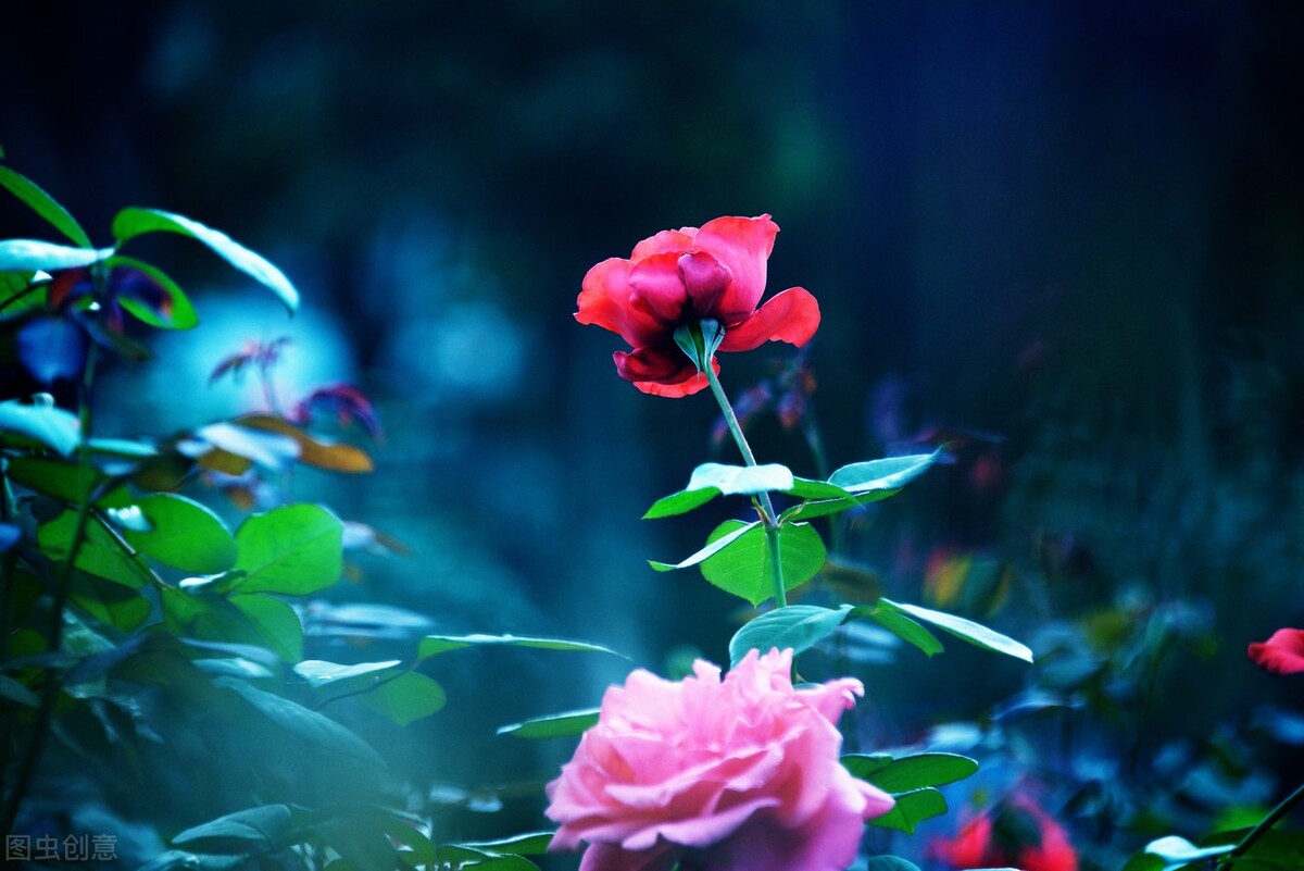 玫瑰花的各种颜色的花语和寓意,各种颜色的玫瑰花花语大全