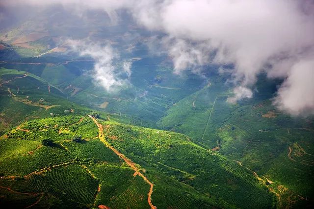 保山潞江坝小粒咖啡,小粒咖啡云南保山