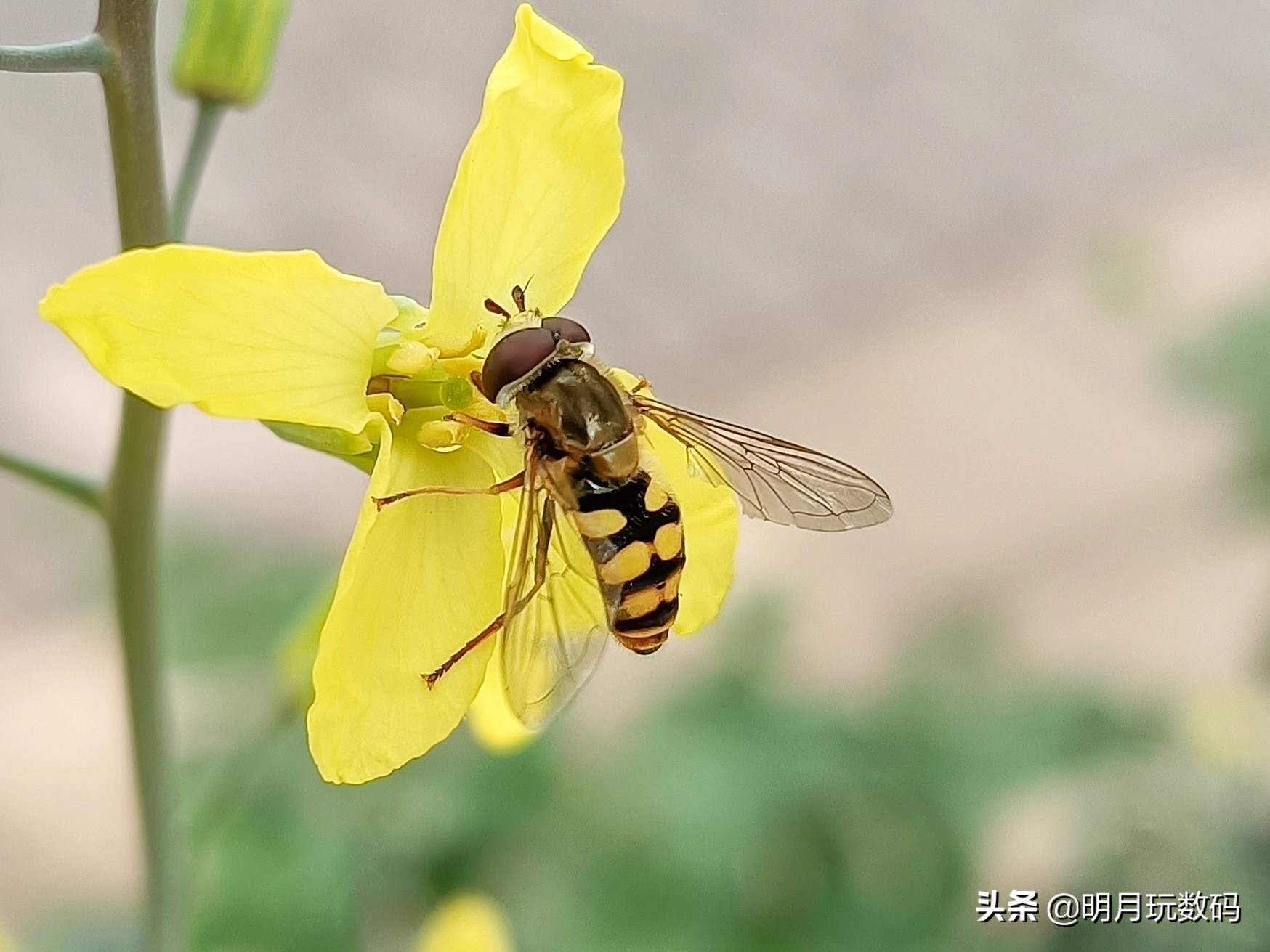 千元机拍照光学变焦,千元机拍照体验