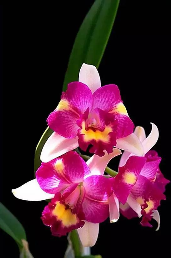 矮种兰花图片欣赏,写意兰花作品欣赏