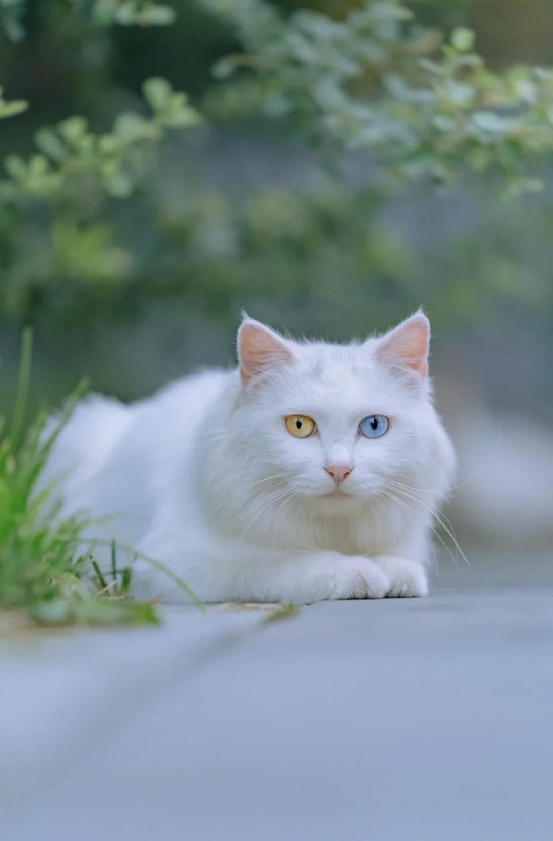 治愈系壁纸｜132张可爱小猫咪的样子