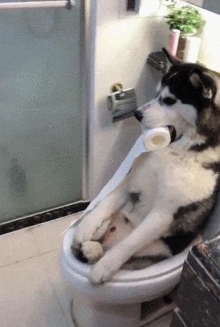 狗狗为什么会把自己当成小孩子,狗狗把自己当人了