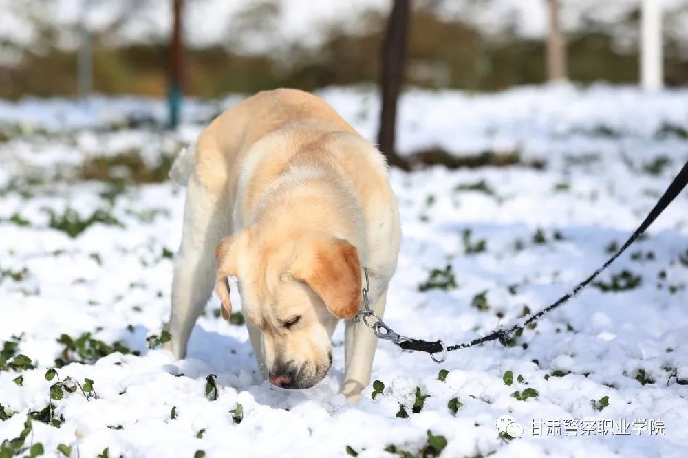 甘肃警察职业学院2024年招生计划,甘肃警察职业学院22年招生简章