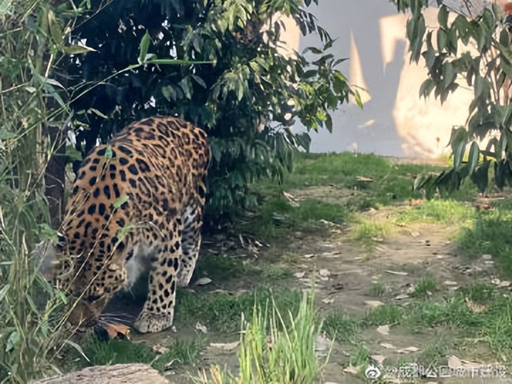 成都动物园狮虎豹苑,成都动物园熊猫馆