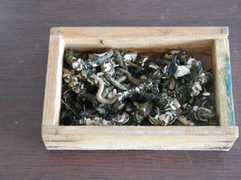 海钓沙蚕怎么挂饵,海钓青沙蚕好还是红沙蚕好