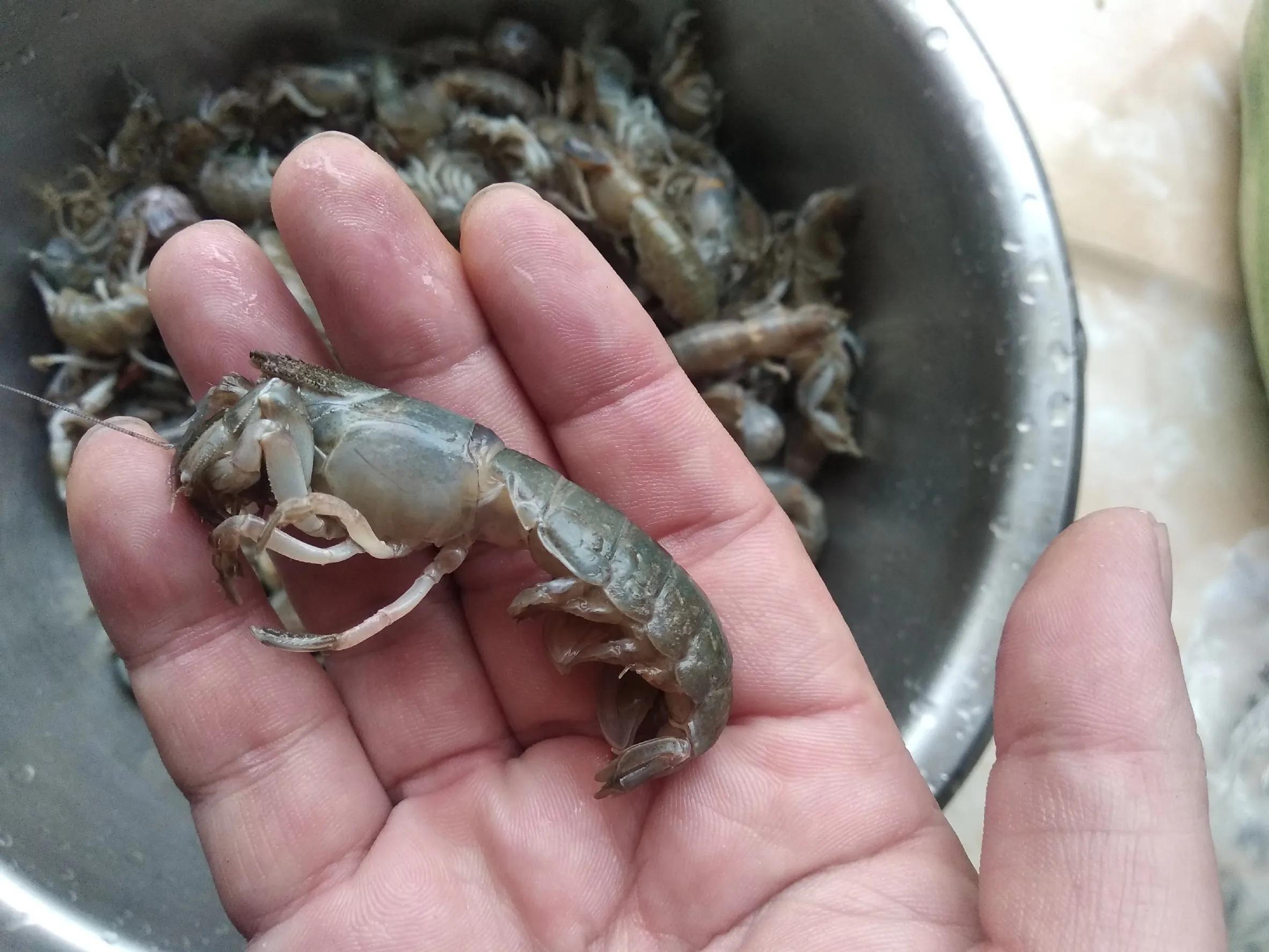 海鲜鲍鱼小龙虾还有哪些,海鲜龙虾帝王蟹鲍鱼