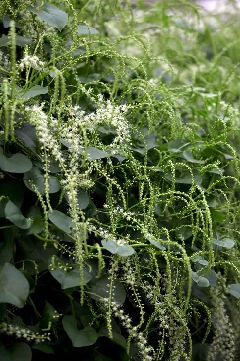 花草种类名称介绍,各种各样的花草名称大全