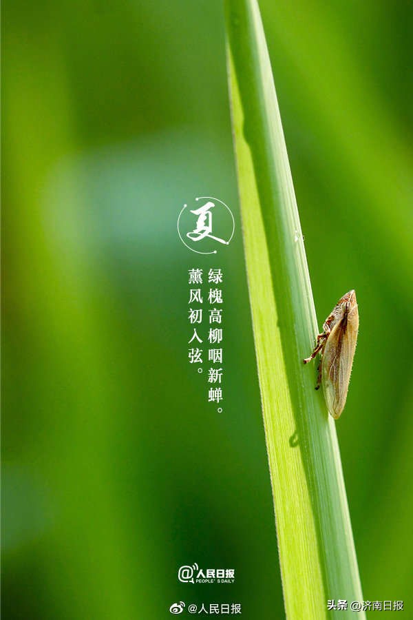 当夏日美景遇上古诗词了,当夏日美景遇上古诗词怎么写