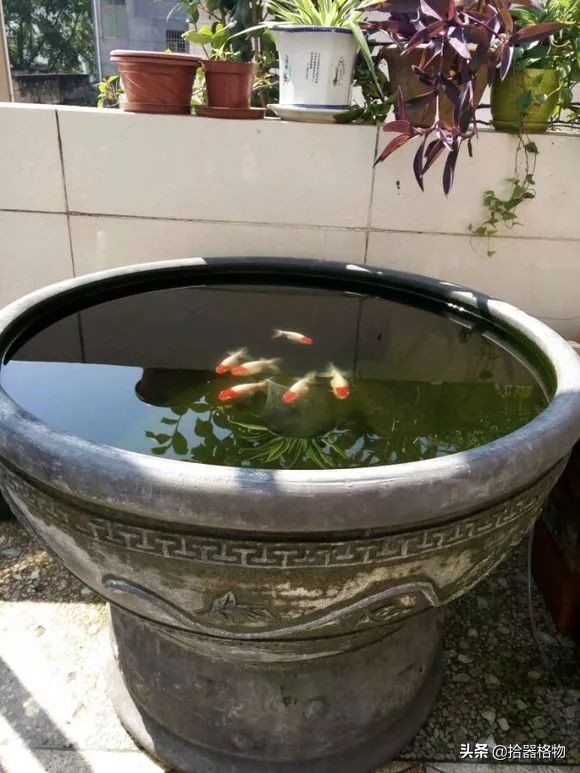 古代养金鱼怎么养活的,来谈一谈古人是如何养金鱼的