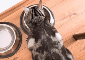 给猫咪日常护理眼睛,养猫的朋友们冬季请注意加强保暖