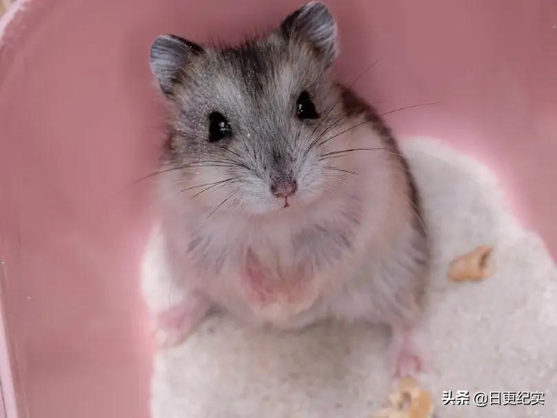 什么东西可以代替浴沙给仓鼠洗澡,如何给仓鼠洗澡不要钱