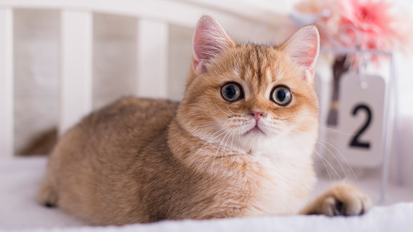 猫咪的12种孤独表现,猫咪感到孤独会有哪些表现