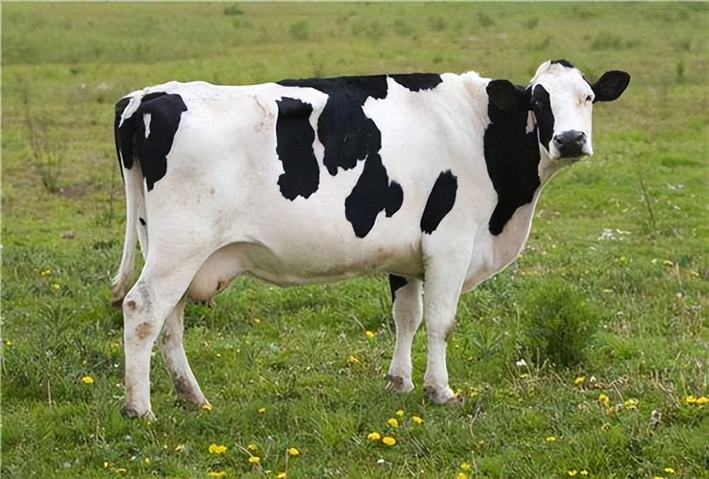 养殖母牛怎么保养,母牛的饲养及产后护理