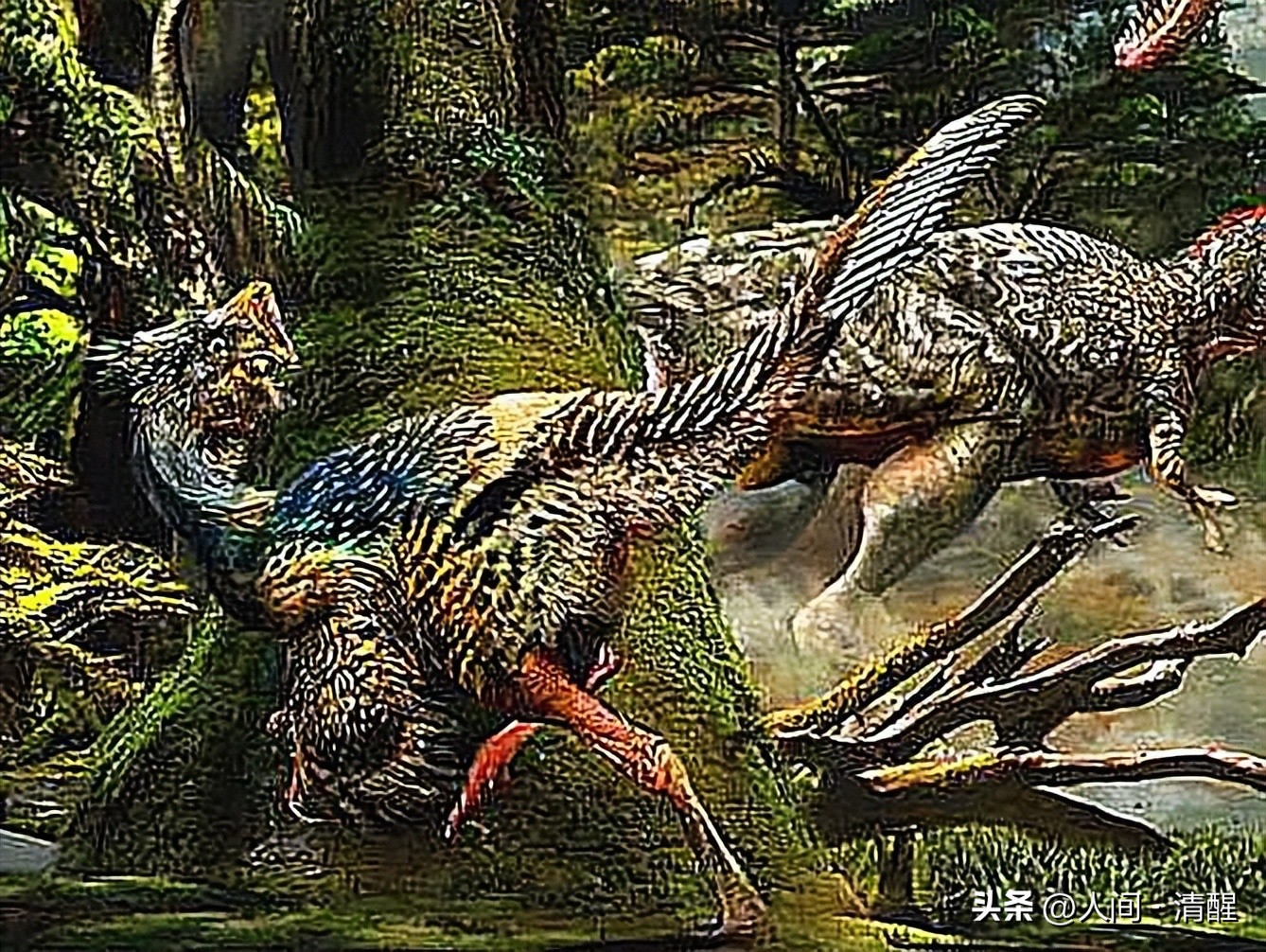 有羽毛的恐龙化石是什么样子的,有羽毛的恐龙的化石的样子