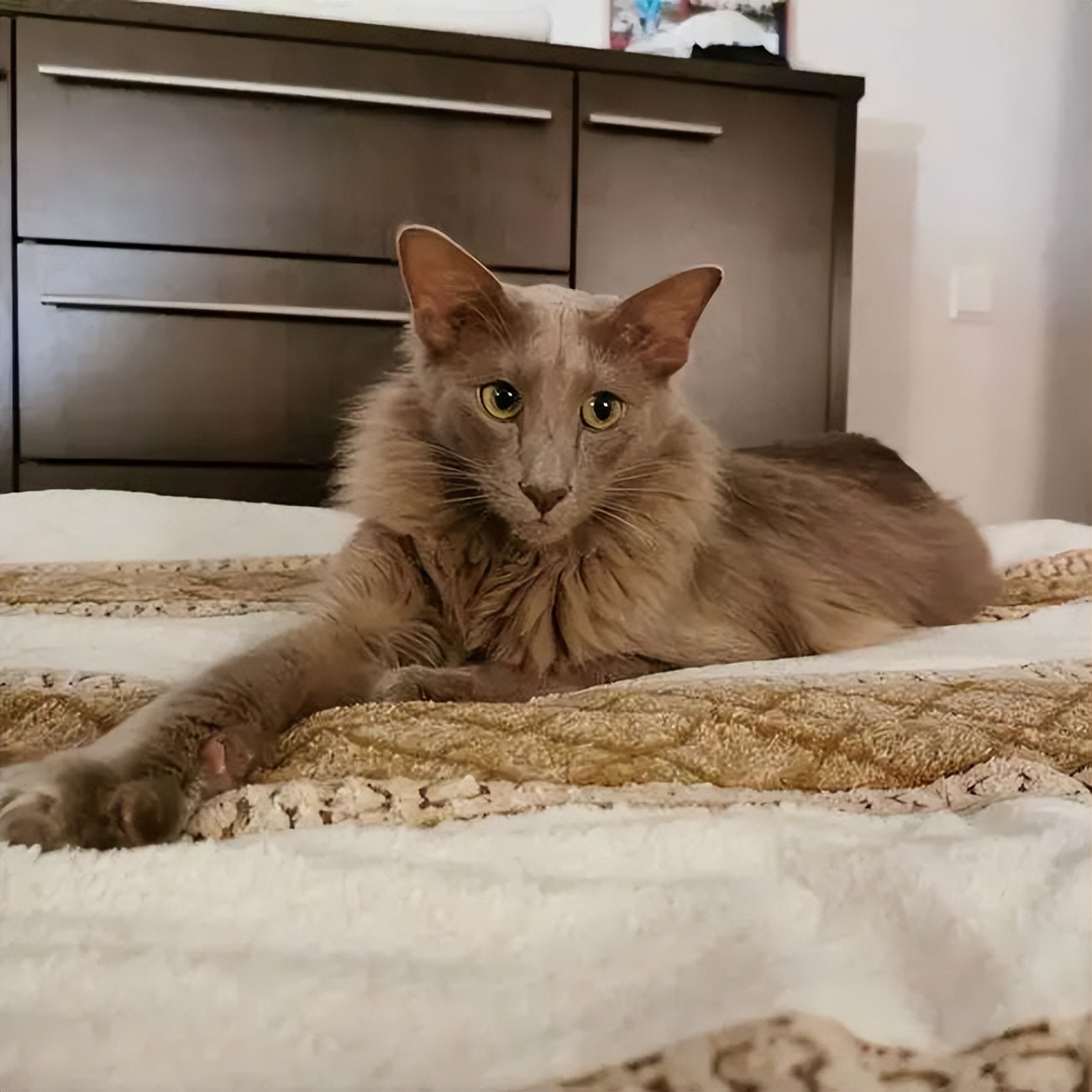 家猫常见的8个品种,常见的家猫都是什么品种