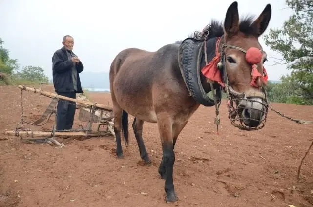 驴和马为什么能培育出骡子,马和驴真的能产下骡子吗