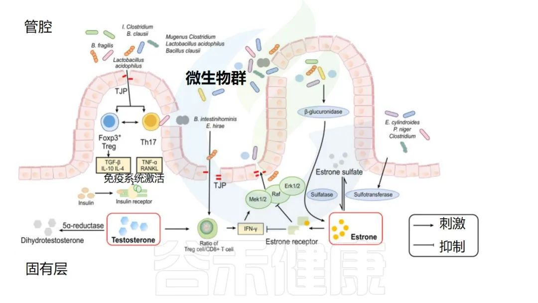 肠道菌群、性激素与疾病：探索它们的交互作用
